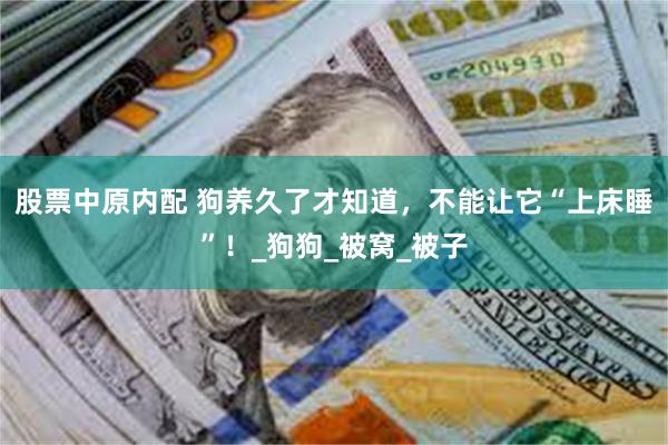 股票中原内配 狗养久了才知道，不能让它“上床睡”！_狗狗_被窝_被子